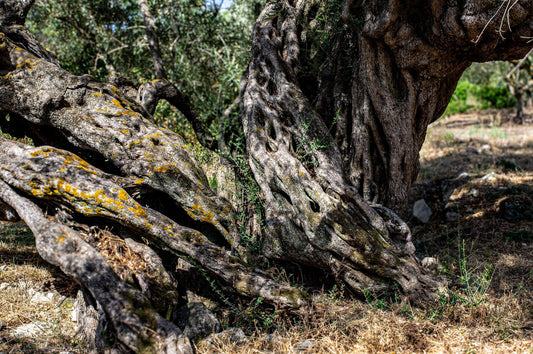 From the Roots of Olive Trees, a Center-Piece
